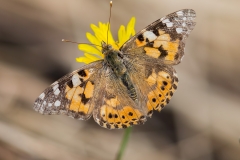 Vanessa cardui