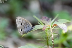 Palaeonympha opalina