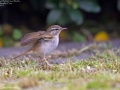 Pale-legged/Sakhalin Leaf Warbler