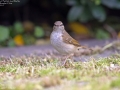 Pale-legged/Sakhalin Leaf Warbler