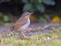 Pale-legged/Sakhalin Leaf Warbler