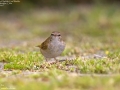 Pale-legged/Sakhalin Leaf Warbler