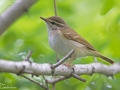 Pale-legged/Sakhalin Leaf Warbler