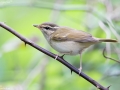 Pale-legged/Sakhalin Leaf Warbler