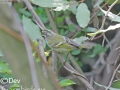 Pallas's Leaf Warbler
