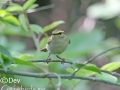 Pallas's Leaf Warbler