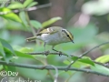 Pallas's Leaf Warbler