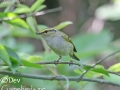 Pallas's Leaf Warbler