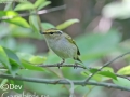 Pallas's Leaf Warbler