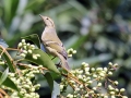 Pallas's Leaf Warbler