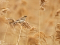 Pallas's Bunting