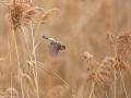 Pallas's Bunting