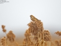 Pallas's Bunting