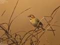 Pallas's Bunting