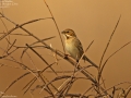 Pallas's Bunting