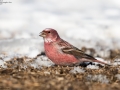 Pallas's Rosefinch