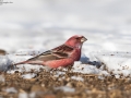 Pallas's Rosefinch