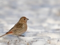 Pallas's Rosefinch