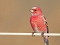Pallas's Rosefinch