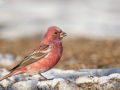 Pallas's Rosefinch