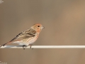 Pallas's Rosefinch