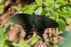 Papilio bianor