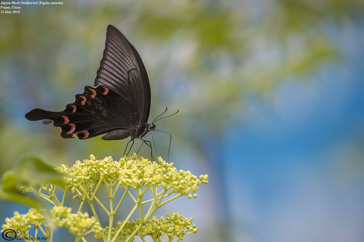1 Photo<br />Common Name : Alpine black swallowtail