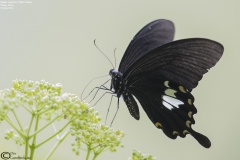 Papilio nephelus