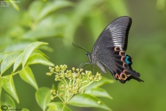 Paris Peacock