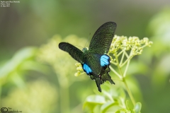 Paris Peacock