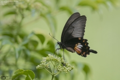 Papilio polytes