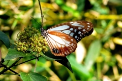 Parantica sita (Photo by Dr. Carsten Cordes)