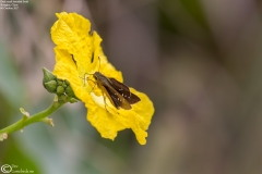 Pelopidas mathias