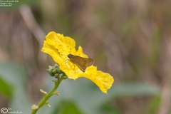 Pelopidas mathias