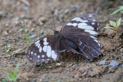 Penthema adelma