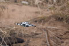 Pied Kingfisher