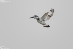 Pied Kingfisher