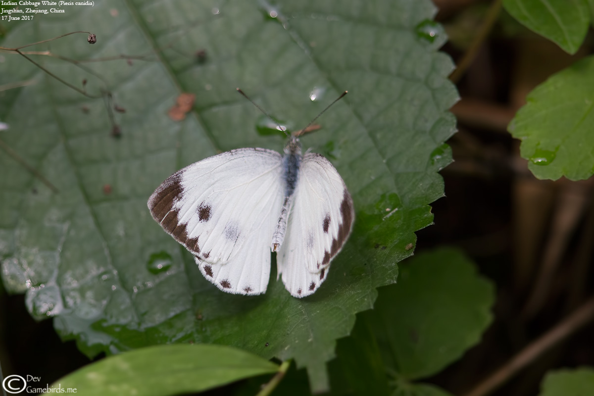 1 Photo<br />Common Name : Indian Cabbage White