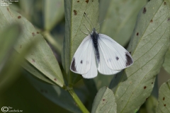 Pieris rapae