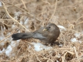 Plain Laughingthrush