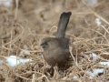 Plain Laughingthrush