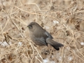 Plain Laughingthrush