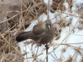 Plain Laughingthrush