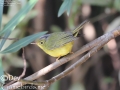 Plain-tailed Warbler