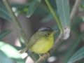 Plain-tailed Warbler