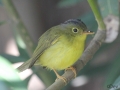 Plain-tailed Warbler