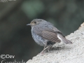 Plumbeous Redstart