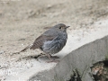 Plumbeous Redstart