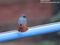 Plumbeous Redstart