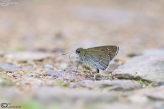 Polytremis theca